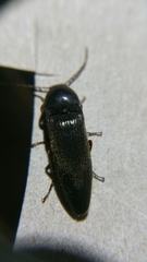 Melanotus