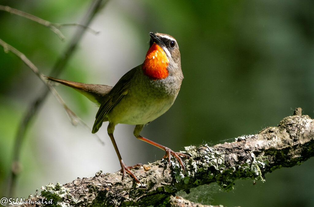 Siberian Rubythroat photo
