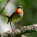 Siberian Rubythroat - Photo (c) Leonid, some rights reserved (CC BY-NC), uploaded by Leonid