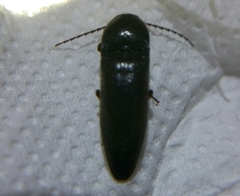 Melanotus