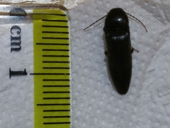 Melanotus
