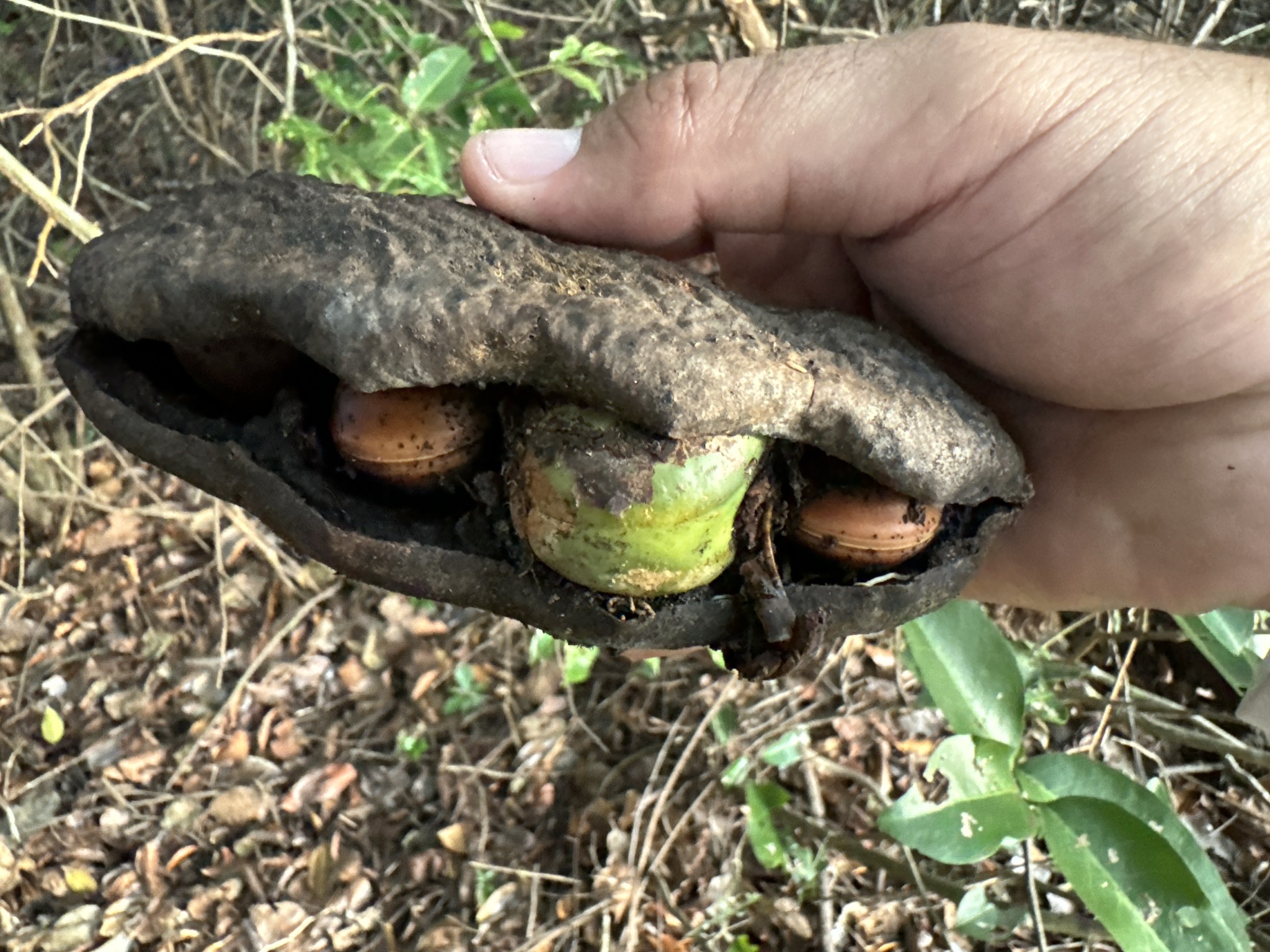 Imagem de Feijão-de-macaco