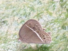 Mycalesis horsfieldi