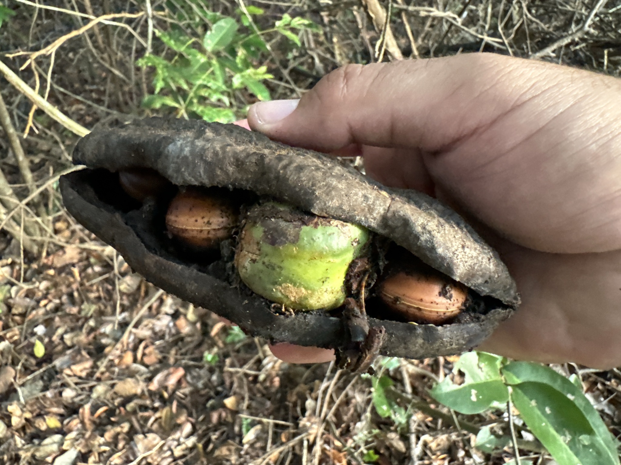 Imagem de Feijão-de-macaco