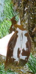Laminaria setchellii