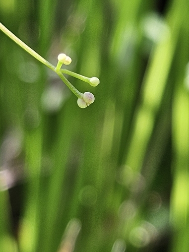 Image of Galium tinctorium by no rights reserved