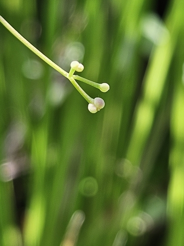 Image of Galium tinctorium by no rights reserved