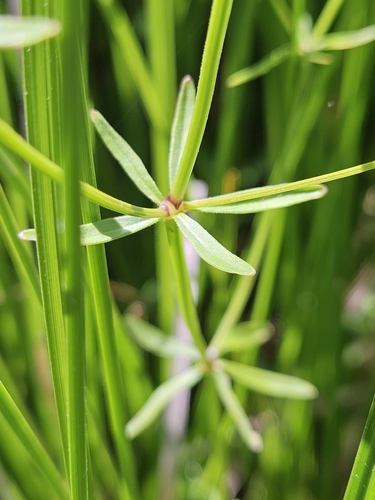 Image of Galium tinctorium by no rights reserved