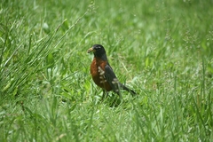 Turdus migratorius