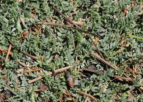 Astragalus humistratus var. tenerrimus