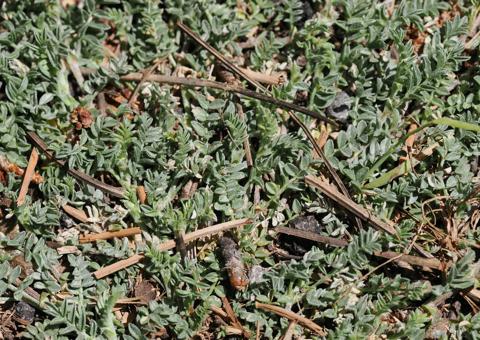 Astragalus humistratus var. tenerrimus