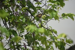 Passer domesticus