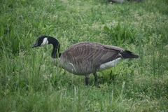 Branta canadensis