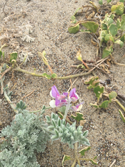 Lathyrus littoralis