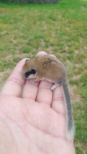 モリヤマネ