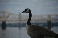 Branta canadensis