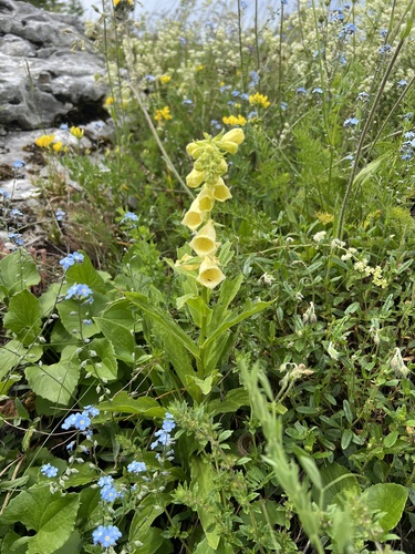 Digitalis grandiflora