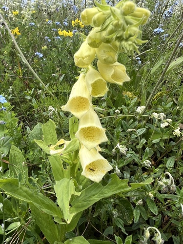 Digitalis grandiflora