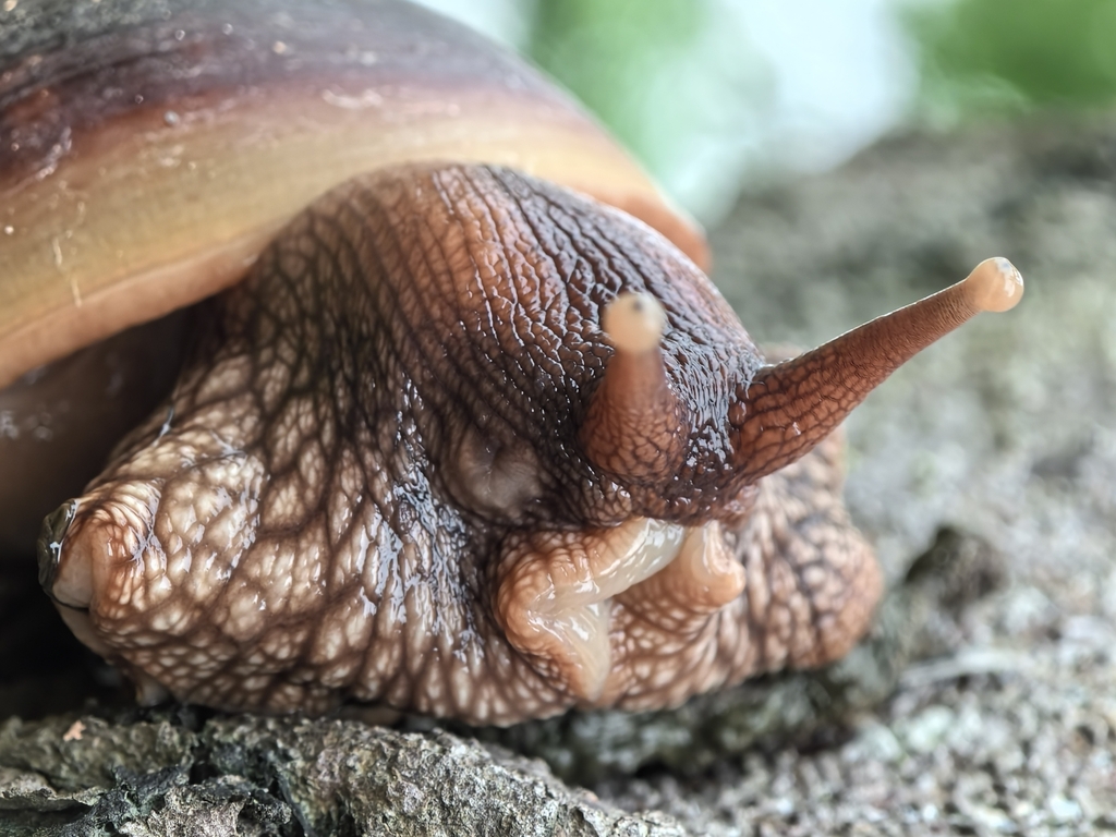 Snail Gd Giant Blonde Snail from Zhuhai, CN-GD, CN on June 6, 2024 at 05:00 PM ...