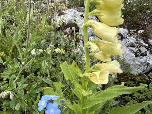 Digitalis grandiflora