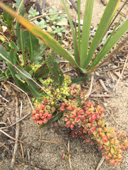 Rumex crassus