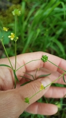 Ranunculus parviflorus