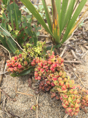 Rumex crassus