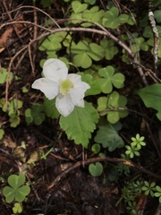 Anemonoides