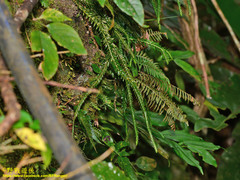 Phlegmariurus fordii