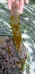 Laminaria sinclairii
