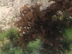 Chondrus crispus