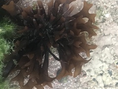 Chondrus crispus