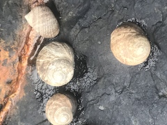 Littorina littorea