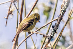 Empidonax flavescens