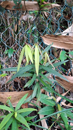 Bamboo-leaved Oak (Quercus bambusifolia)