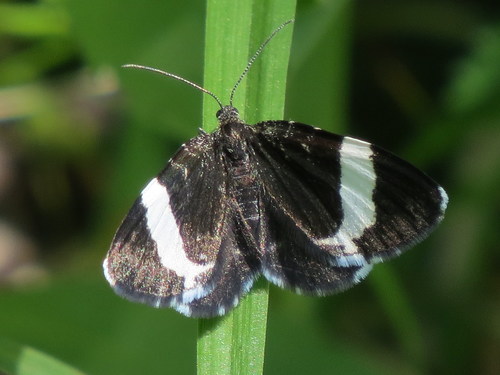 White-striped Black
