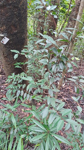 Syzygium hancei observed 2024-06-10