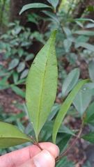 Syzygium hancei, photograph (c) CYL, some rights reserved (CC BY)