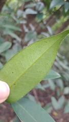 Syzygium hancei, photograph (c) CYL, some rights reserved (CC BY)