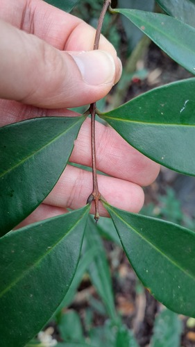 Syzygium hancei, photograph 4