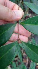 Syzygium hancei, photograph (c) CYL, some rights reserved (CC BY)