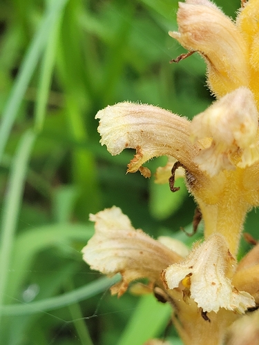 Image of Orobanche alsatica by (c) Bobo-X, some rights reserved (CC BY)