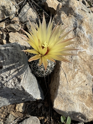 Rhinoceros cactus (Coryphantha echinus)