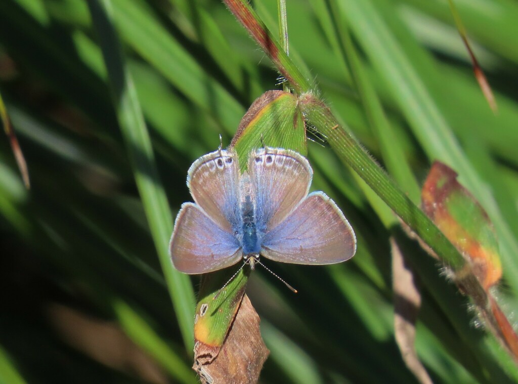 Pea Blue From Mount Coot Tha Qld Australia On June At Am By Dubravka