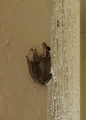 Osteopilus septentrionalis