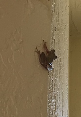 Osteopilus septentrionalis