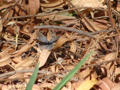 Cupido comyntas texana