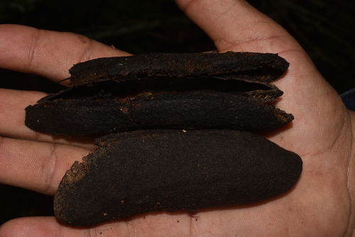 Aspidosperma cylindrocarpon, 2024-04-11