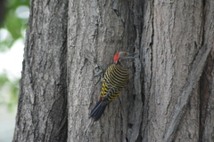 Melanerpes striatus
