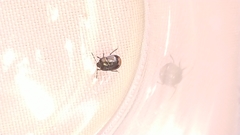 Legnotus limbosus